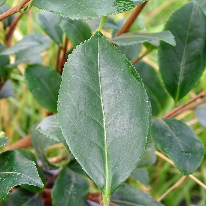 Camellia sasanqua Cleopatra - Herfstcamelia (Foliage)