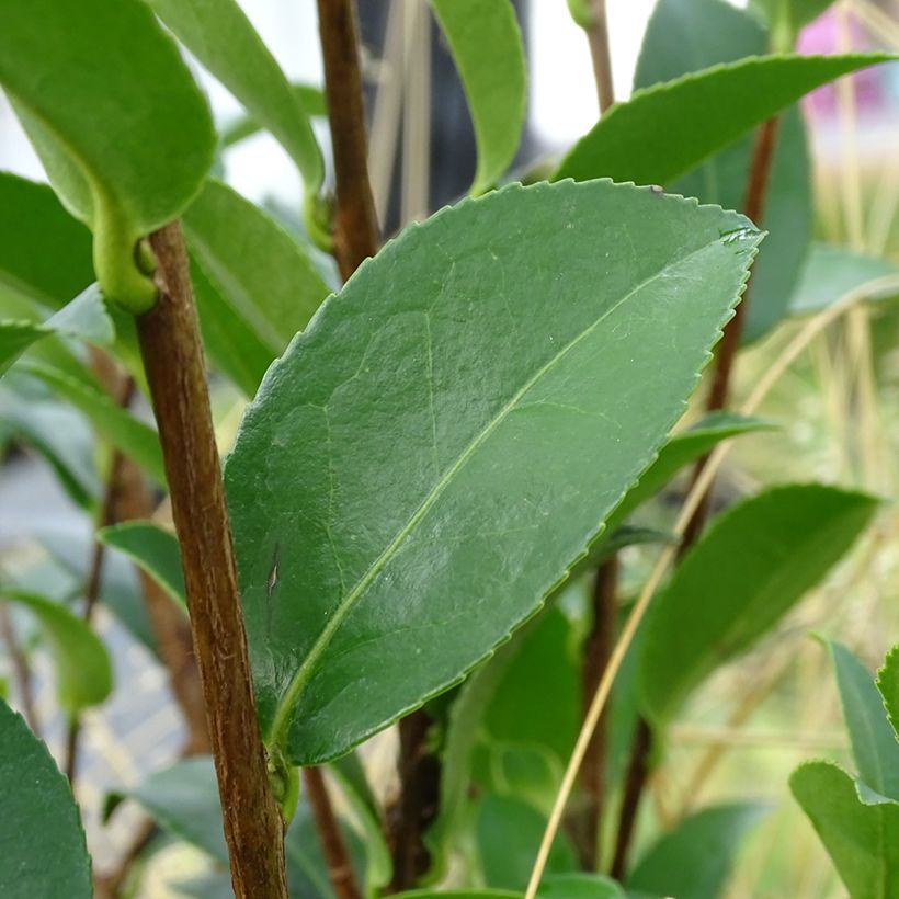 Camellia sasanqua Kanjiro - Herfstcamelia (Foliage)