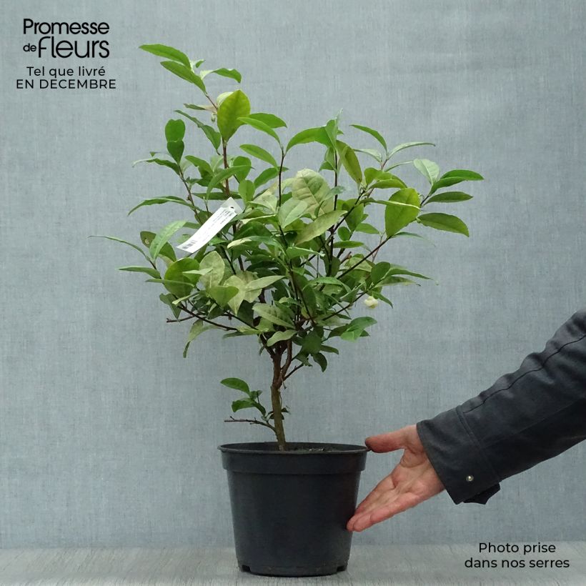 Example of Camellia sinensis - Theeplant Pot van 4 l/5 l as you get in hiver