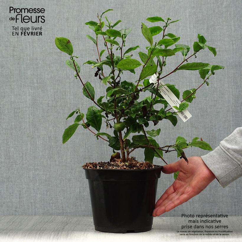 Exemplaar van Camellia sinensis - Theeplant Pot van 4 l/5 l zoals geleverd in de herfst