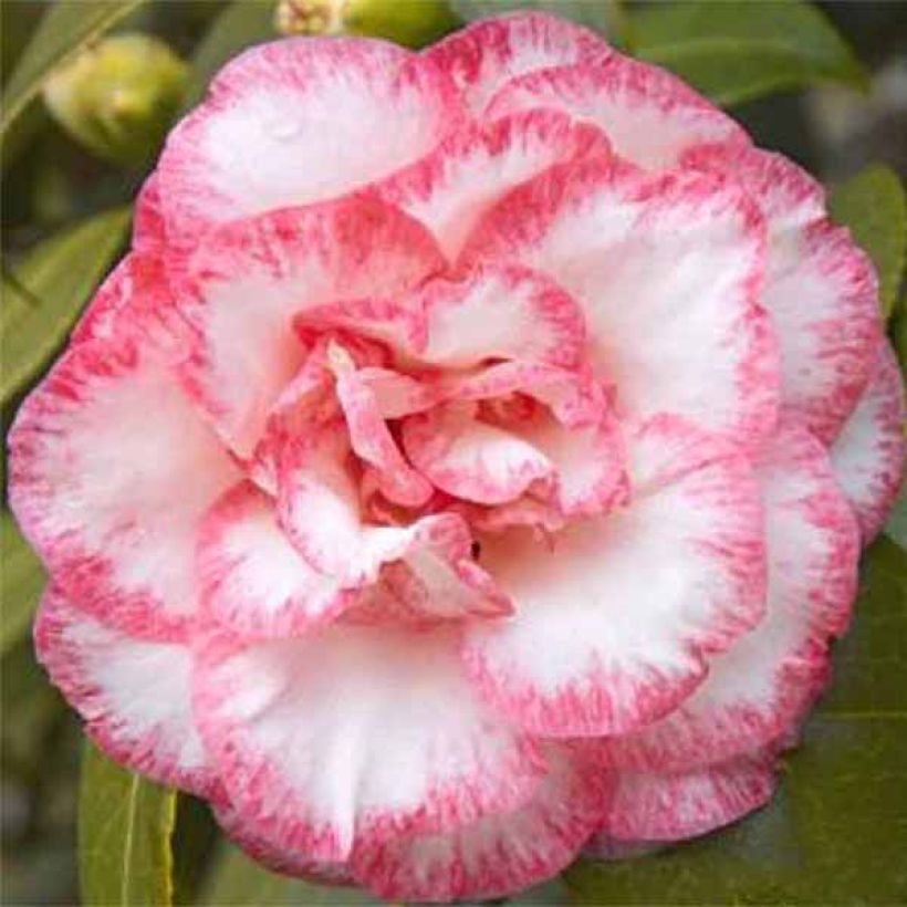 Camellia japonica Betty's Beauty - Japanse camelia (Flowering)