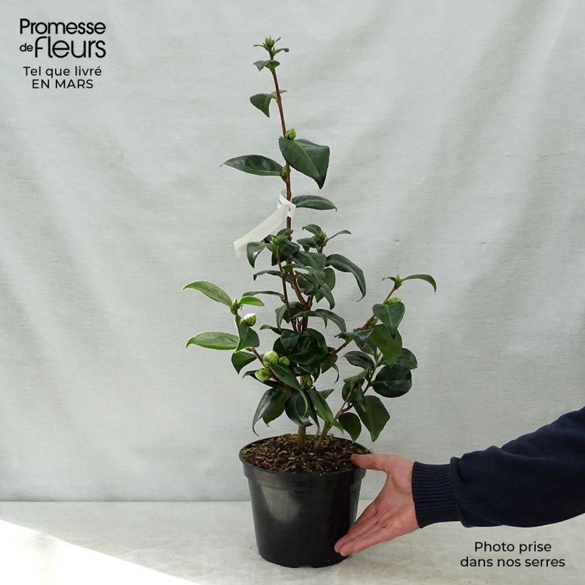 Exemplaar van Camellia japonica Betty's Beauty - Japanse camelia Pot van 4 l/5 l zoals geleverd in de lente