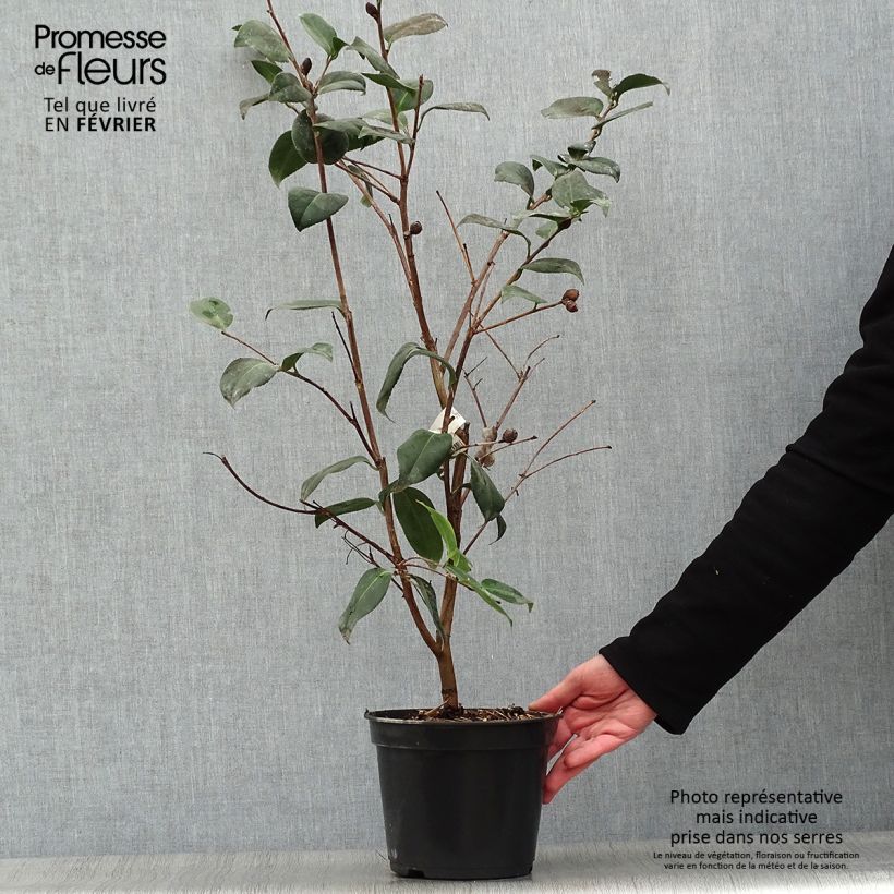 Example of Camellia Betty's Beauty - Camélia classique Pot van 4 l/5 l as you get in hiver