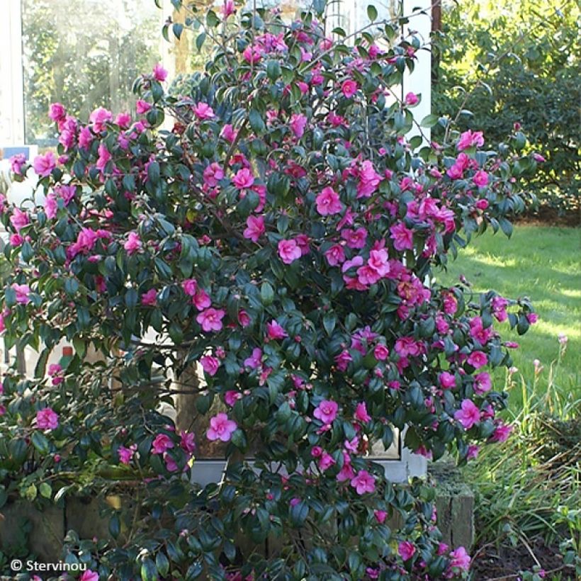 Camellia Gay Baby - Japanse camelia (Groeiplaats)