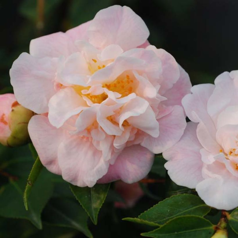 Camellia High Fragrance (Flowering)