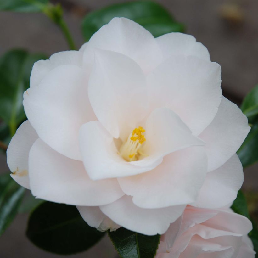 Camellia japonica Hagoromo - Japanse roos (Flowering)