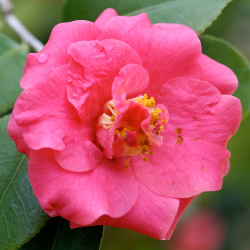 Camellia japonica Lady Campbell - Japanse camelia (Flowering)