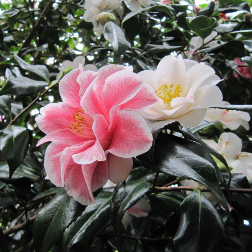 Camellia japonica Lady Vansittart - Japanse camelia (Flowering)