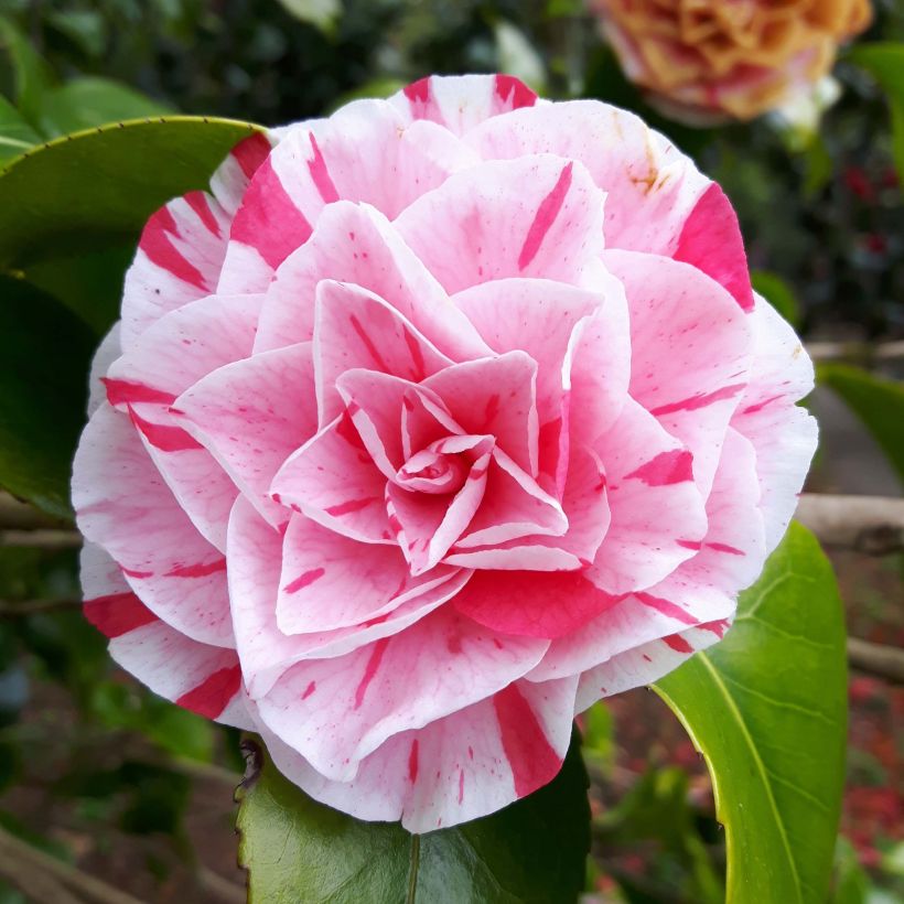 Camélia Lavinia Maggi - Japanse camelia (Flowering)