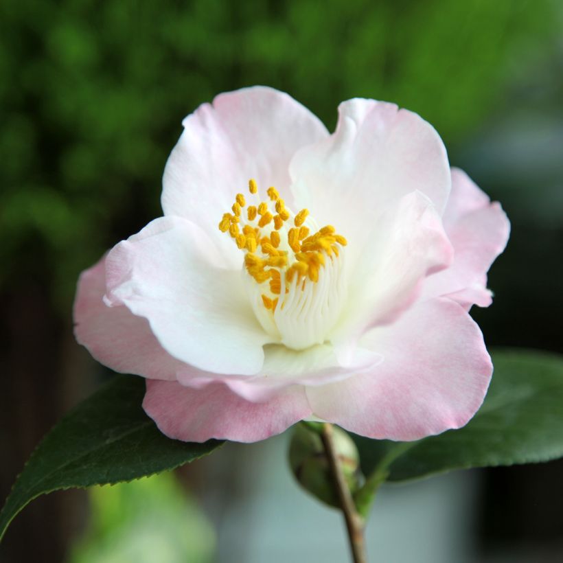 Camellia Transtasman - Japanse roos (Flowering)