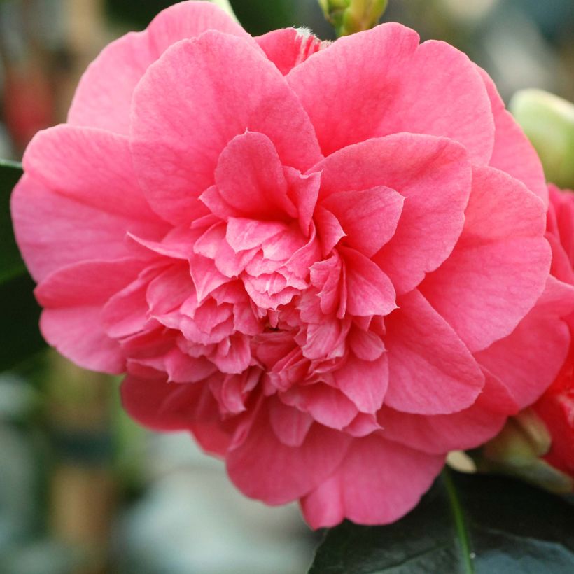 Camellia japonica chandleri Elegans - Japanse roos (Flowering)