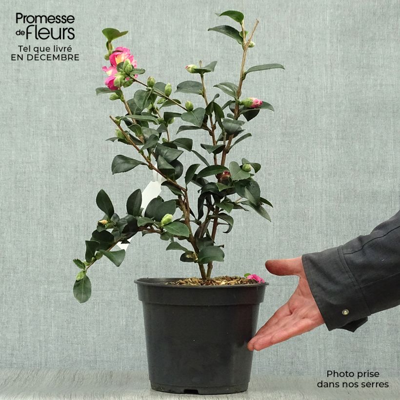 Example of Camellia sasanqua Belinda - camélia d'automne Pot van 4 l/5 l as you get in hiver