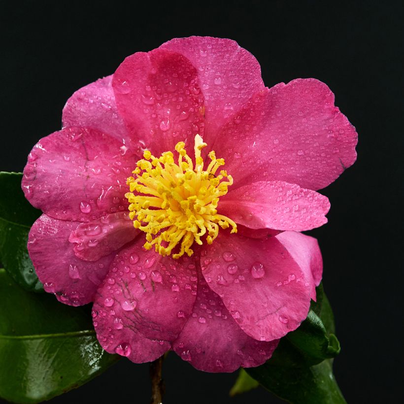 Camellia sasanqua Belinda - Herfstcamelia (Bloei)