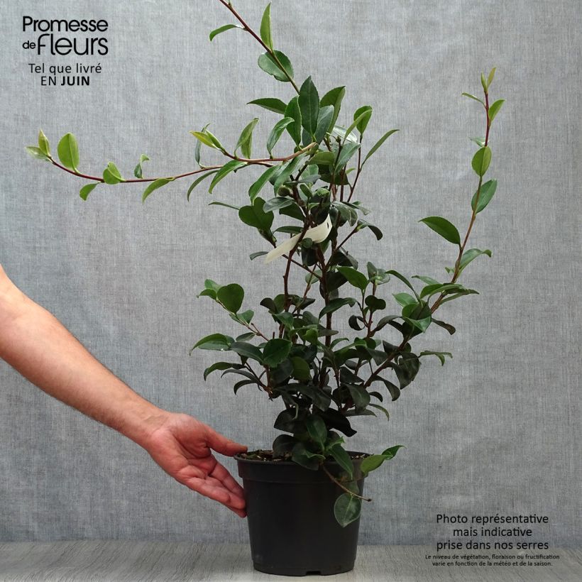 Exemplaar van Camellia sasanqua Belinda - Herfstcamelia Pot van 4 l/5 l zoals geleverd in de zomer