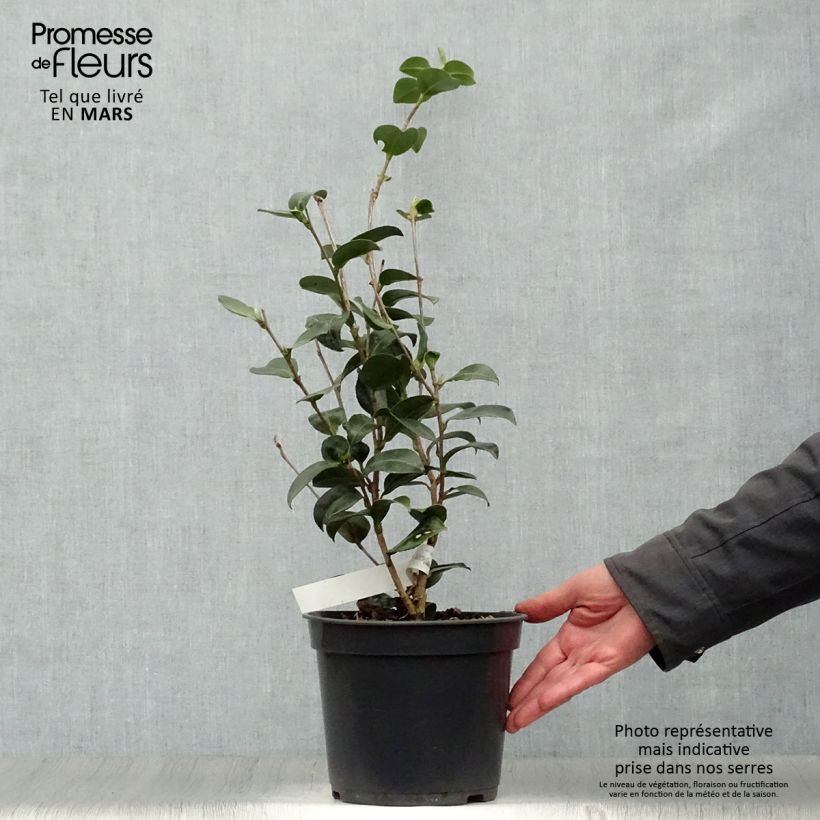 Exemplaar van Camellia sasanqua Belinda - Herfstcamelia Pot van 4 l/5 l zoals geleverd in de lente