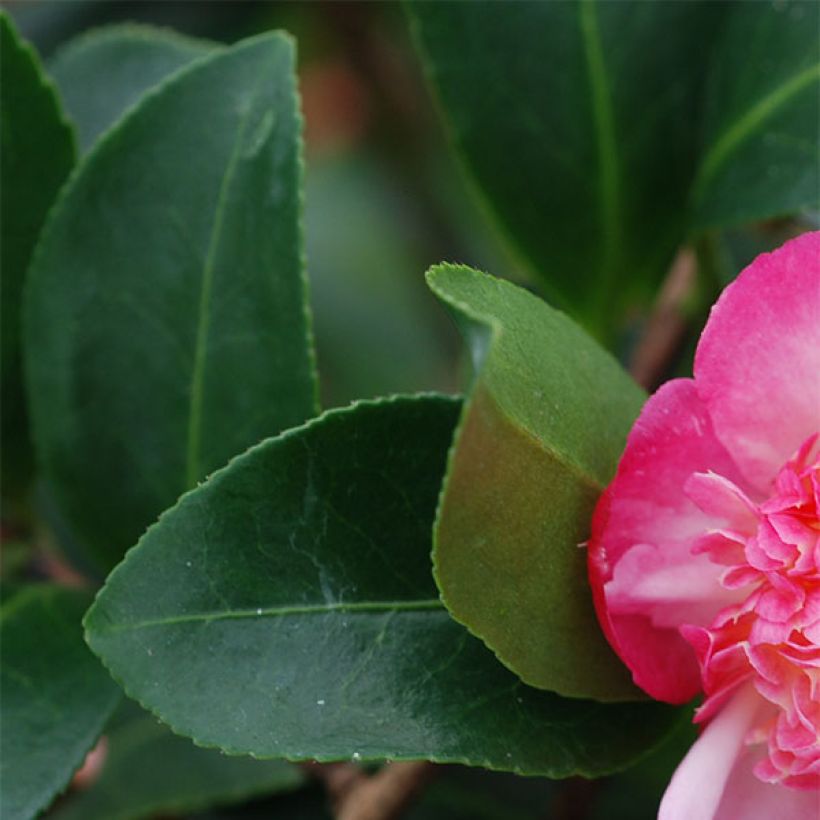 Camellia sasanqua Choji Guruma - Herfstcamelia (Foliage)