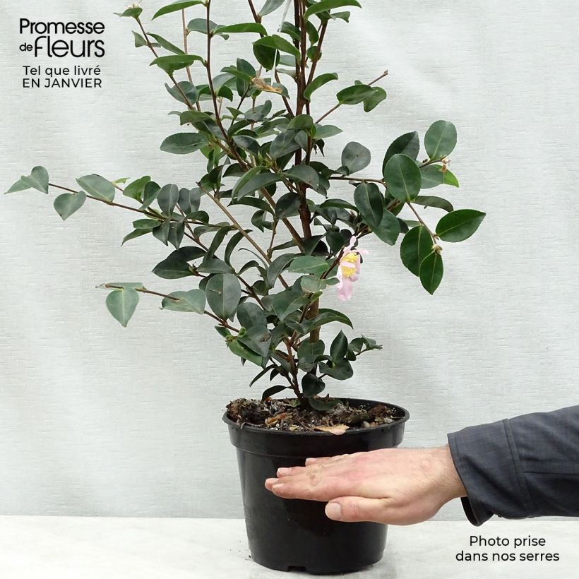 Example of Camélia d'automne - Camellia sasanqua Plantation Pink Pot van 4 l/5 l as you get in hiver