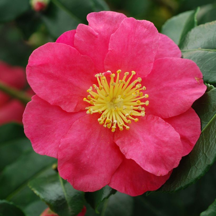 Camellia sasanqua Sekiyo - Herfstcamelia (Flowering)