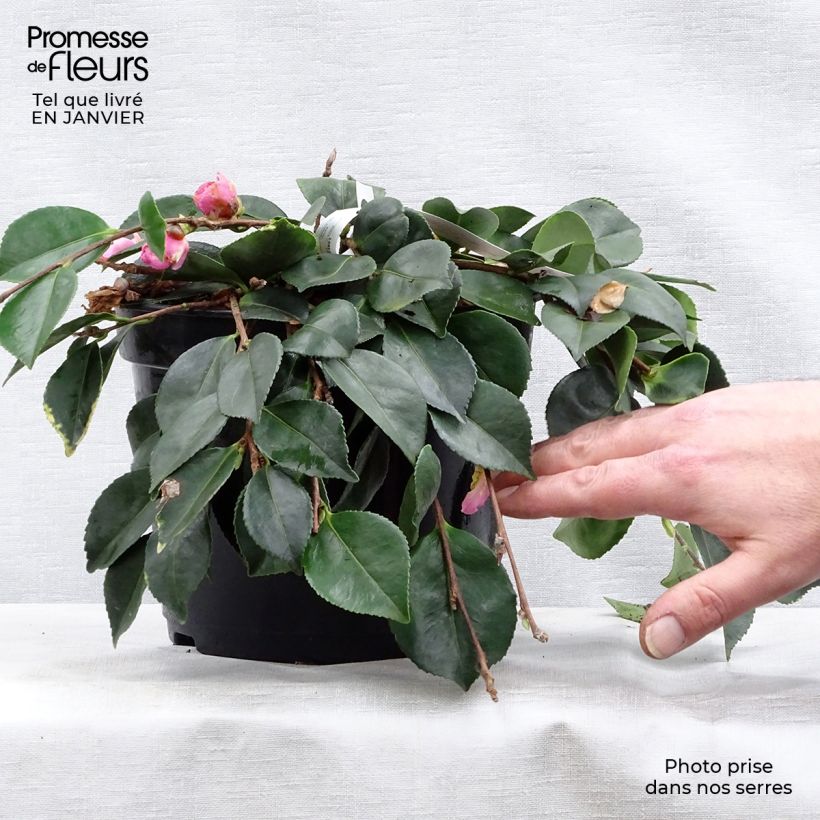 Example of Camélia d'automne - Camellia sasanqua Waterfall Pink Pot van 4 l/5 l as you get in hiver