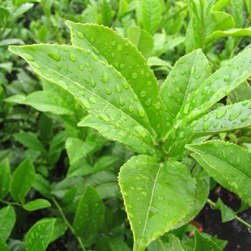 Camellia sinensis - Theeplant (Foliage)