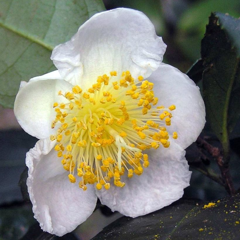 Camellia sinensis - Theeplant (Flowering)