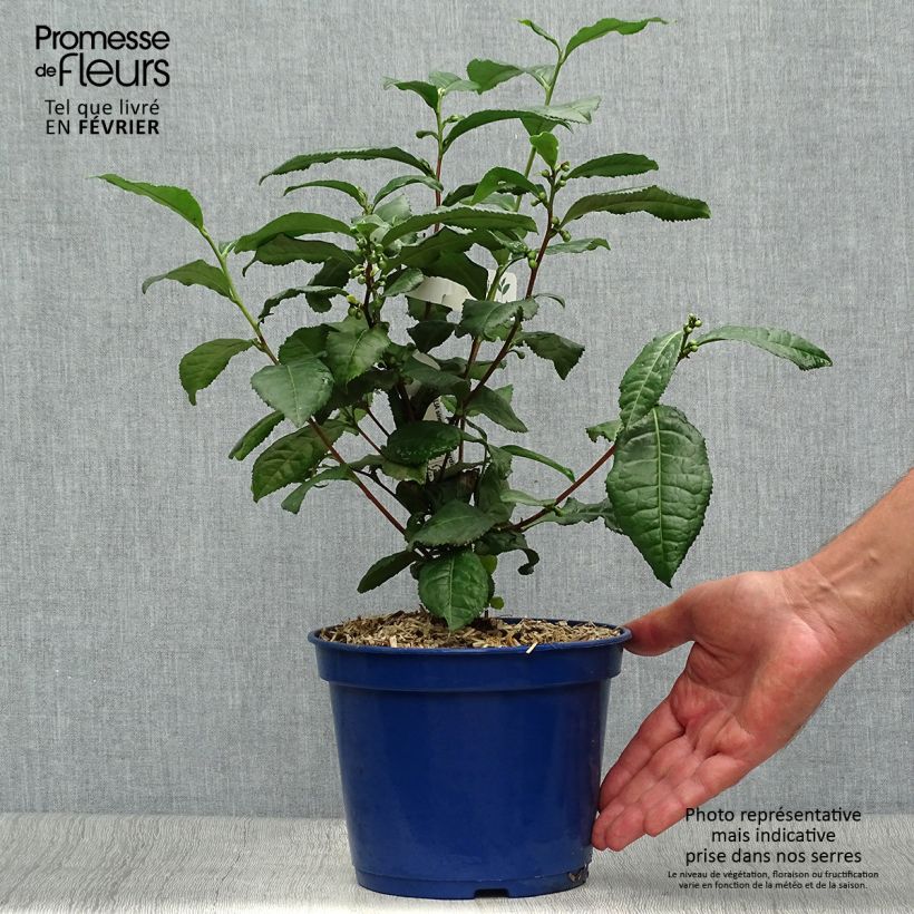 Exemplaar van Camellia sinensis Théojardin® - Theeplant Pot van 2 l/3 l zoals geleverd in de herfst