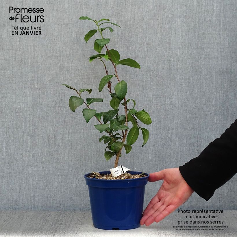 Example of Camellia sinensis Théojardin® - Theeplant Pot van 2 l/3 l as you get in hiver