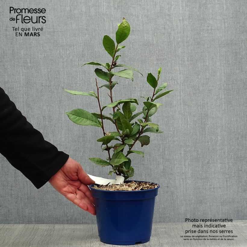 Exemplaar van Camellia sinensis Théojardin® - Theeplant Pot van 2 l/3 l zoals geleverd in de lente