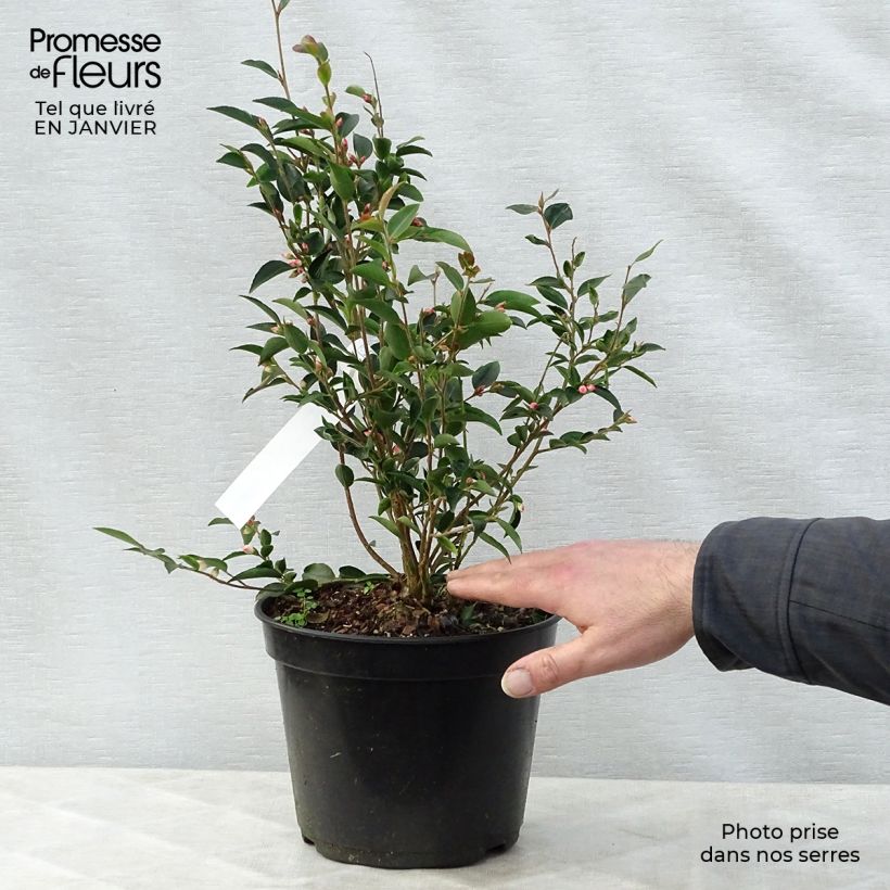 Example of Camellia transnokoensis - Camélia botanique Pot van 4 l/5 l as you get in hiver