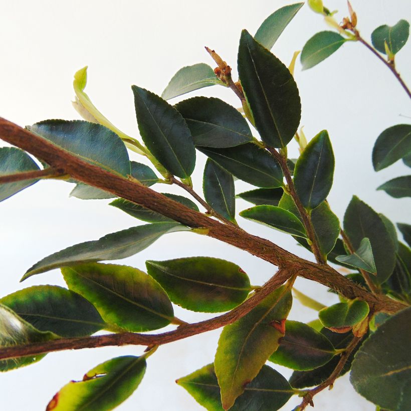 Camellia transnokoensis - Japanse roos (Foliage)