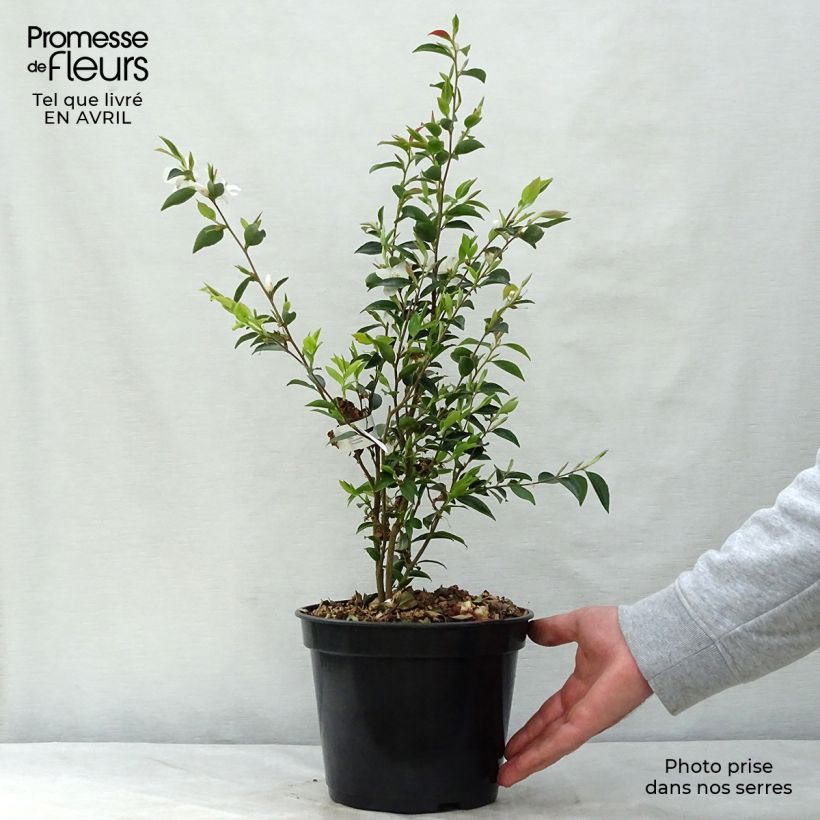 Exemplaar van Camellia transnokoensis - Japanse roos Pot van 4 l/5 l zoals geleverd in de lente