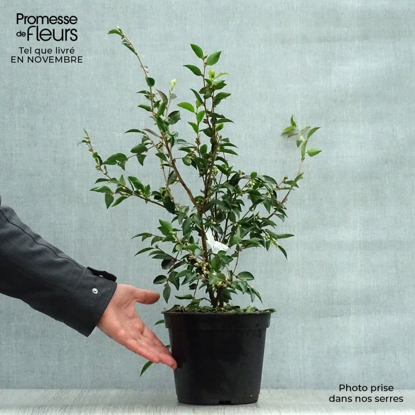Exemplaar van Camellia transnokoensis - Japanse roos Pot van 4 l/5 l zoals geleverd in de herfst