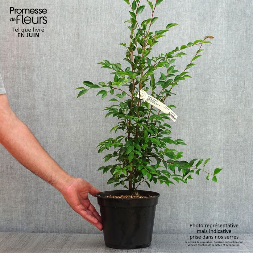 Exemplaar van Camellia transnokoensis - Japanse roos Pot van 4 l/5 l zoals geleverd in de zomer