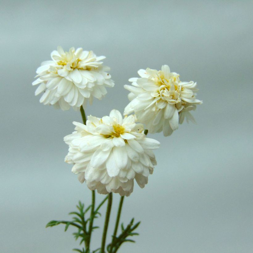 Chamaemelum nobile Treneague - Roomse kamille (Flowering)