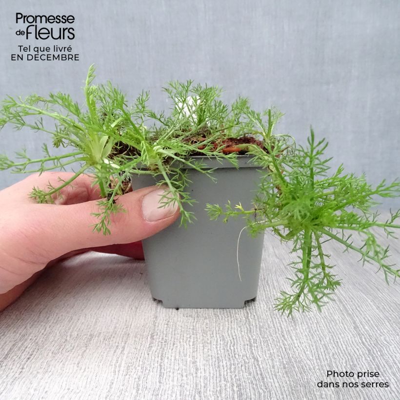 Example of Chamaemelum nobile Treneague - Roomse kamille Kweekpotje van 8/9 cm as you get in hiver