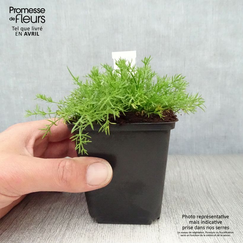 Exemplaar van Chamaemelum nobile Treneague - Roomse kamille Kweekpotje van 8/9 cm zoals geleverd in de lente