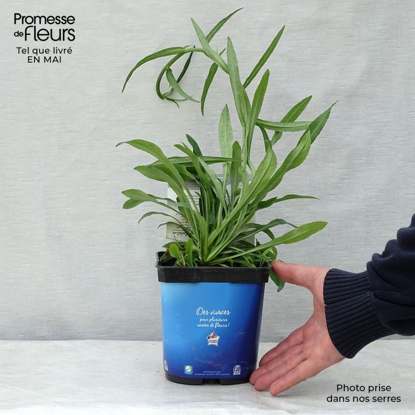 Exemplaar van Campanula persicifolia - Prachtklokje Pot van 2 l/3 l zoals geleverd in de lente