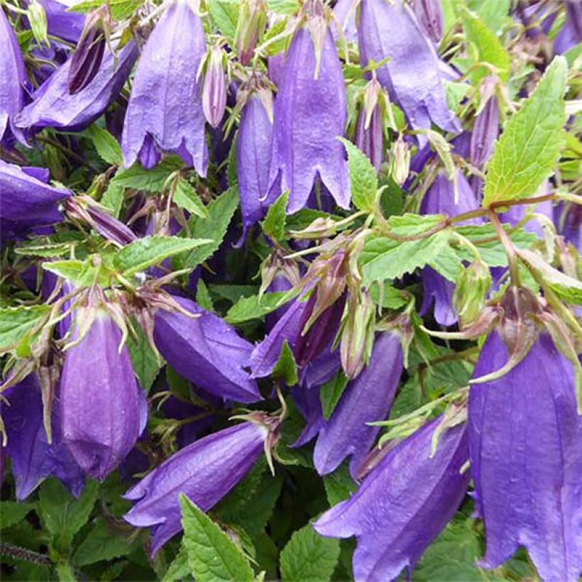 Campanula Ringsabell Indigo Blue - Koreaans klokje (Bloei)