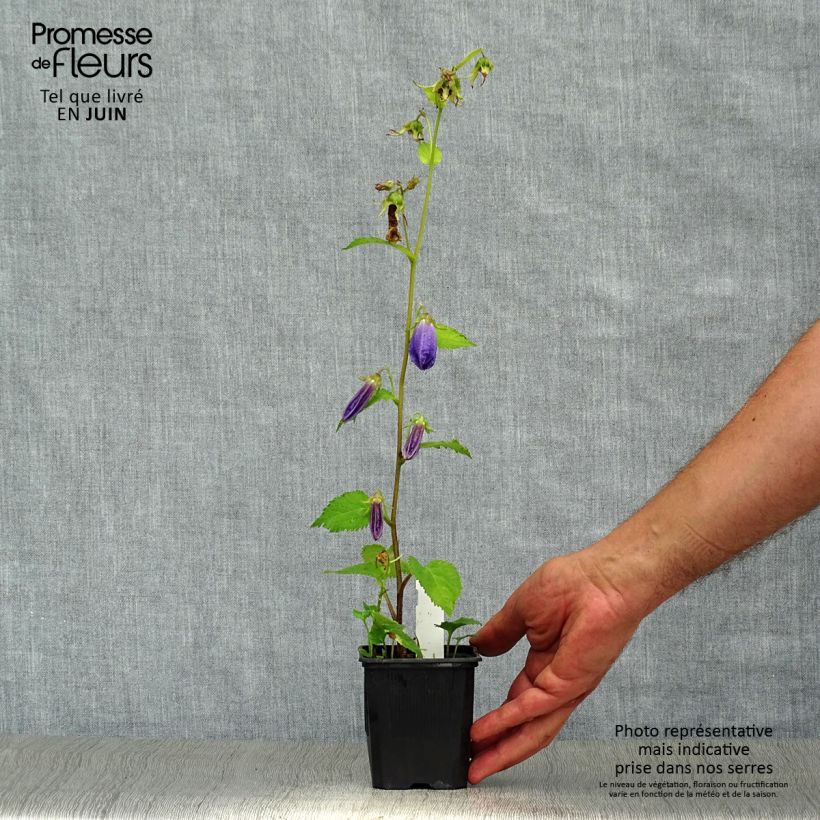 Exemplaar van Campanula Sarastro - Klokje Kweekpotje van 8/9 cm zoals geleverd in de zomer