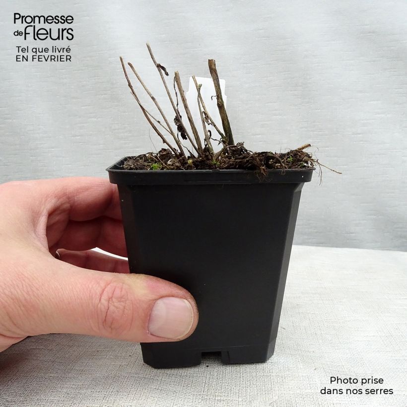 Example of Campanula Sarastro - Campanule hybride Kweekpotje van 8/9 cm as you get in hiver