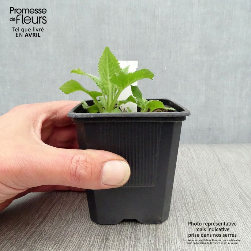 Exemplaar van Campanula Sarastro - Klokje Kweekpotje van 8/9 cm zoals geleverd in de lente