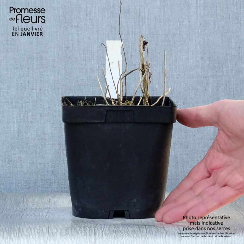 Example of Campanula Sarastro - Campanule hybride Pot van 2 l/3 l as you get in hiver