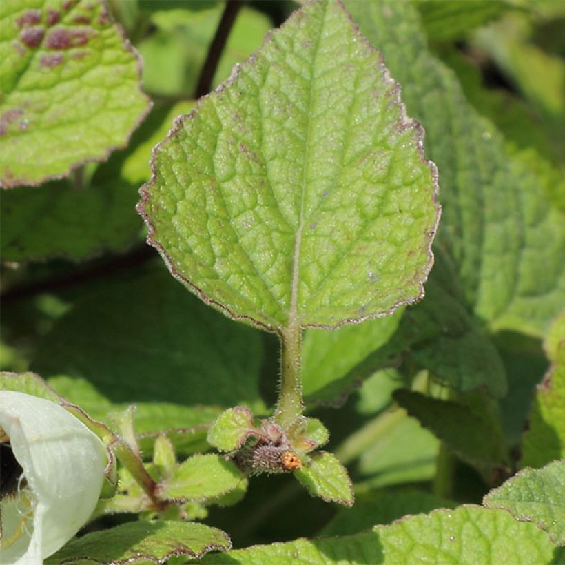 Campanula alliariifolia - Klokje (Foliage)