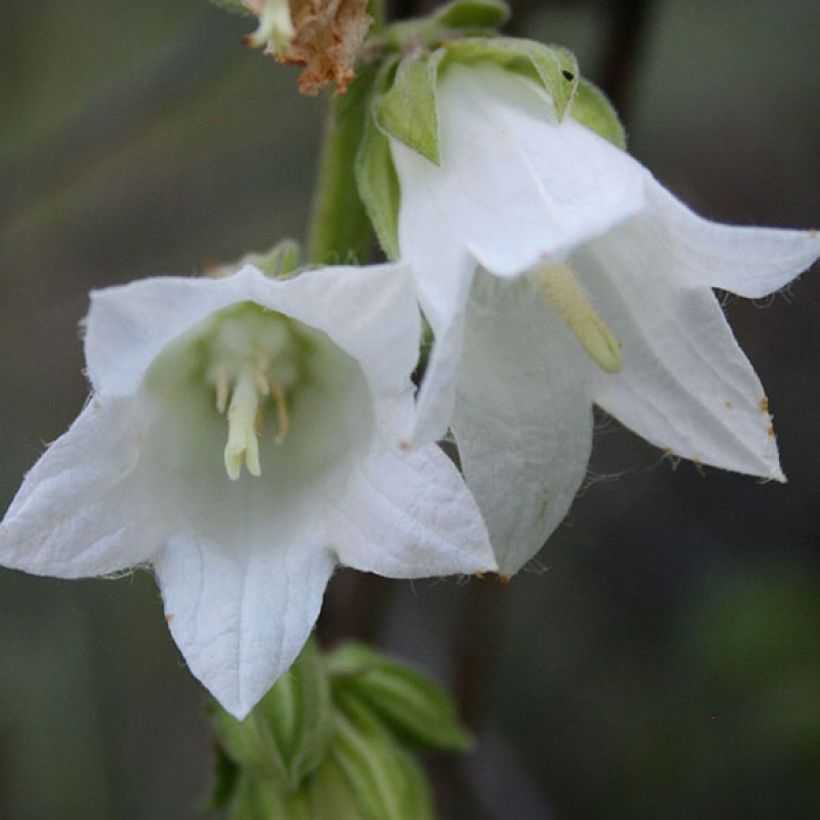 Campanula alliariifolia - Klokje (Flowering)
