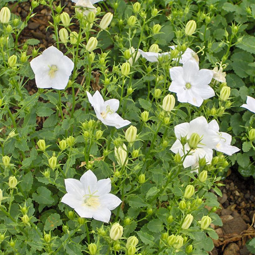 Campanula carpatica Alba - Karpatenklokje wit (Flowering)