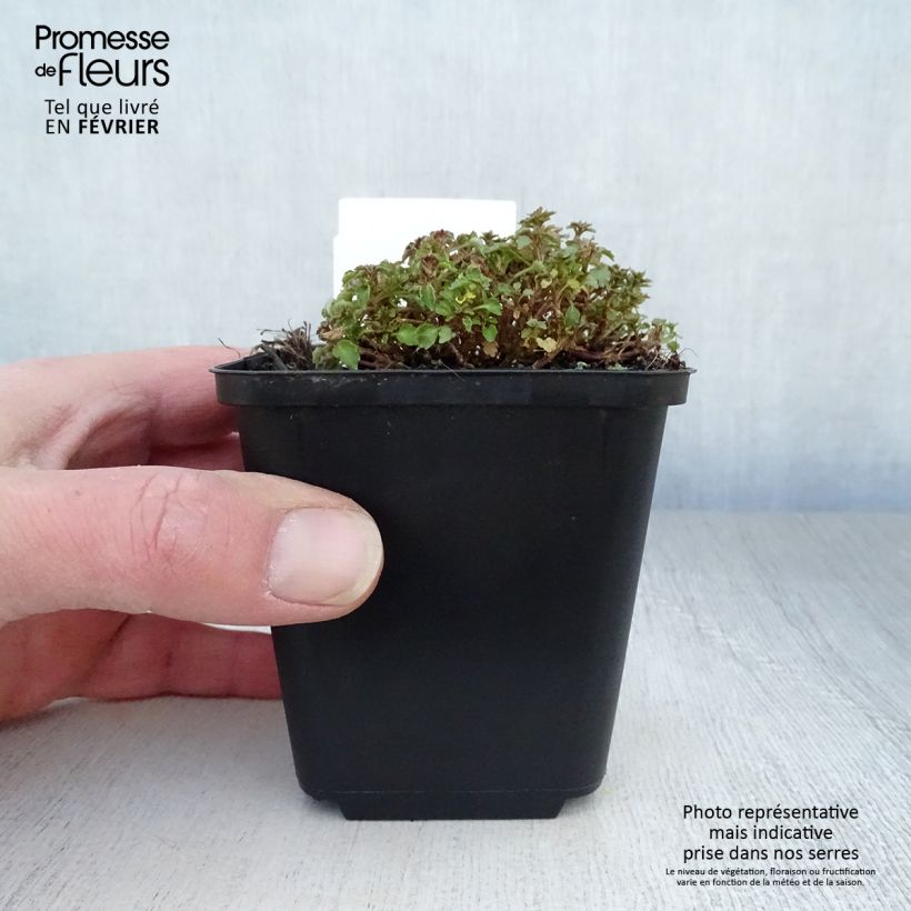 Example of Campanula cochleariifolia - Campanule à feuilles de cochléaire Kweekpotje van 8/9 cm as you get in hiver