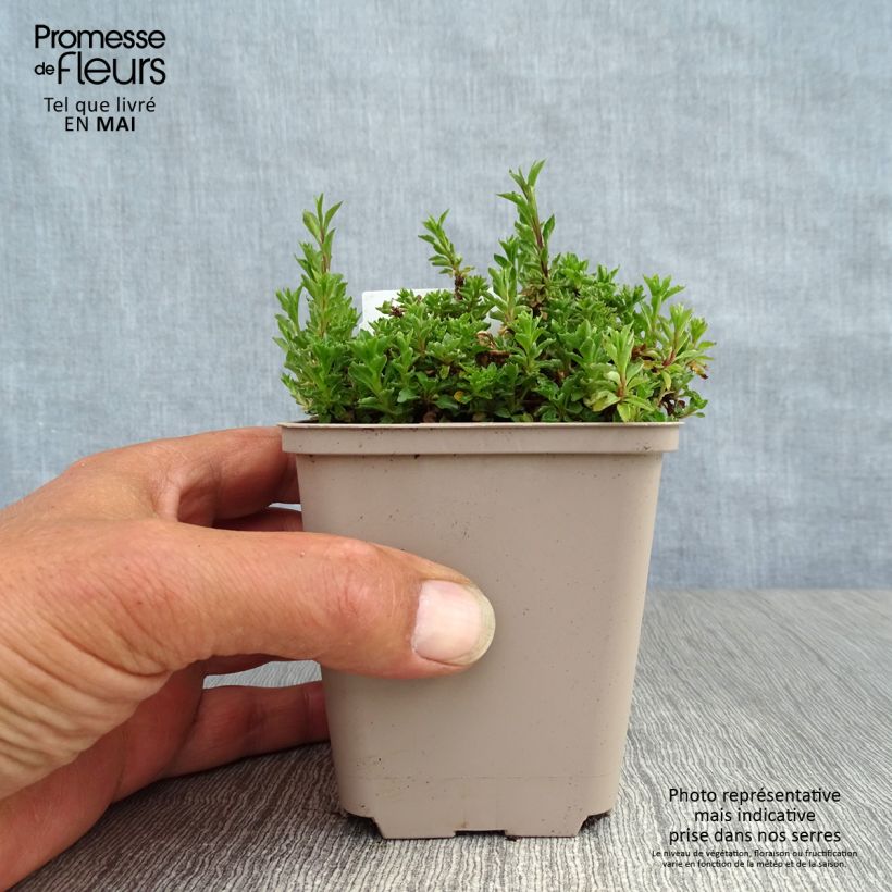 Exemplaar van Campanula cochleariifolia - Klokje Kweekpotje van 8/9 cm zoals geleverd in de lente