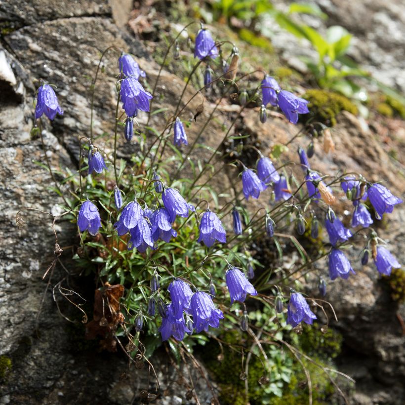 Campanula cochleariifolia - Klokje (Groeiplaats)