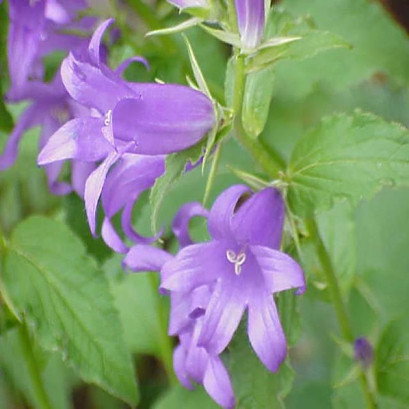 Campanula garganica - Klokje (Flowering)