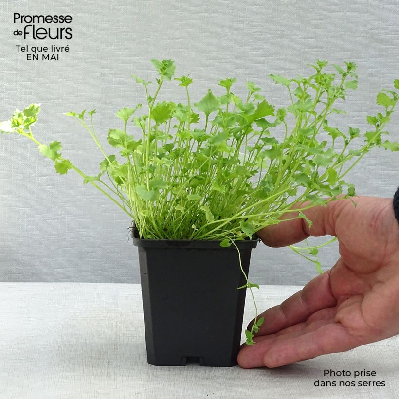 Exemplaar van Campanula garganica - Klokje Kweekpotje van 8/9 cm zoals geleverd in de lente